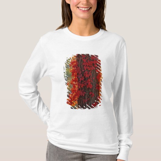 Wilde wingerd helderrood in de herfst bij t-shirt (Voorkant)