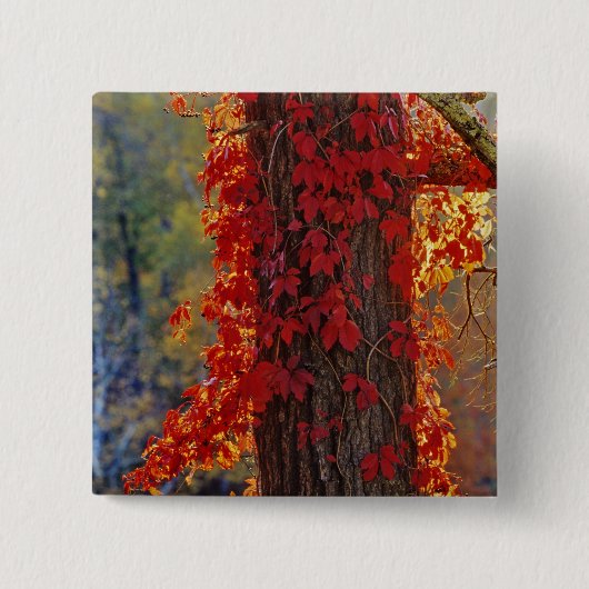 Wilde wingerd helderrood in de herfst bij vierkante button 5,1 cm (Voorkant)