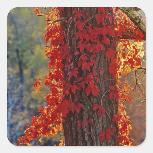 Wilde wingerd helderrood in de herfst bij vierkante sticker (Voorkant)