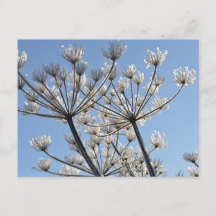 Wilde winterbloemen briefkaart