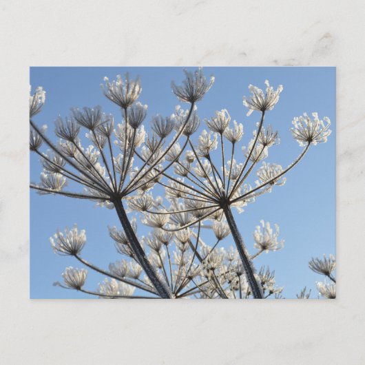 Wilde winterbloemen briefkaart (Voorkant)