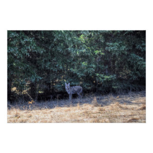 Wilde wintergecoate coyote in Forest Shadows Foto Perfect Poster