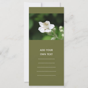 Wilde witte frambozenbloem.