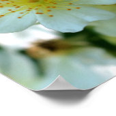 Wilde Witte Klimrozen Bloem Plein Poster (Hoek)
