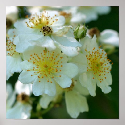 Wilde Witte Klimrozen Bloem Plein Poster (Voorkant)