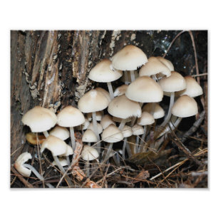 Wilde Witte Paddenstoelen 10x8 Natuur Foto Afdruk