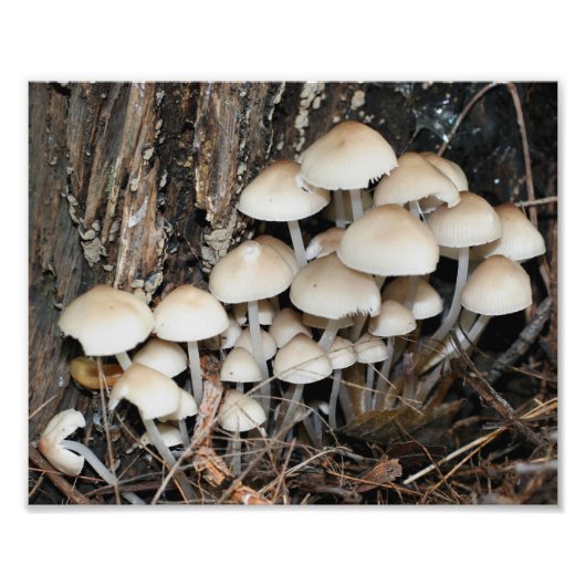 Wilde Witte Paddenstoelen 10x8 Natuur Foto Afdruk (Voorkant)