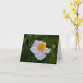 Wilde Witte Papaver Kaart (Gele Bloem)