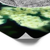 Wilde witte rozen die door de tuin slingeren Maak  Poster (Hoek)