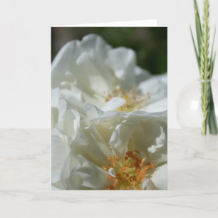Wilde witte rozen wenskaart kaart