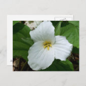 Wilde witte trillium briefkaart (Voorkant / Achterkant)