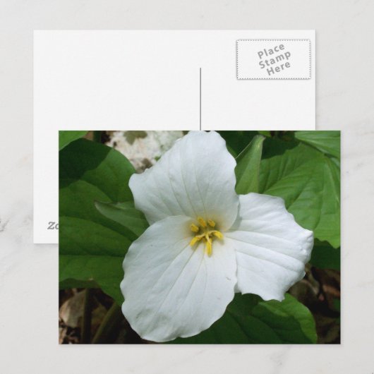 Wilde witte trillium briefkaart (Voorkant / Achterkant)