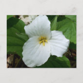 Wilde witte trillium briefkaart (Voorkant)