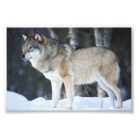 Wilde Wolf Foto Afdruk (Voorkant)