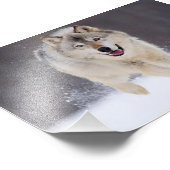 Wilde Wolf Foto Afdruk (Hoek)
