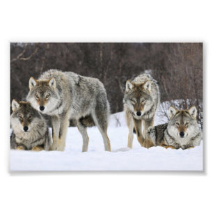Wilde Wolven Foto Afdruk