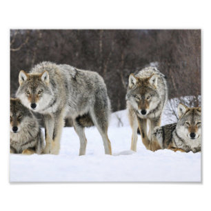 Wilde Wolven Foto Afdruk