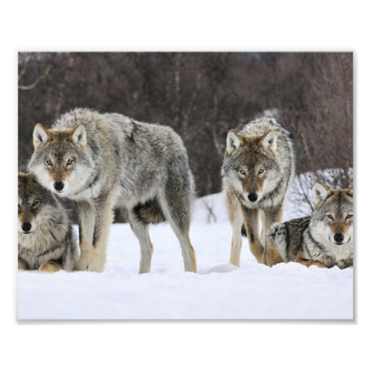 Wilde Wolven Foto Afdruk (Voorkant)