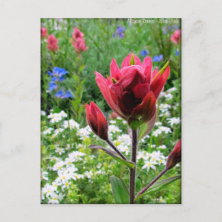 Wilde wonderbloemen - Albion Basin, Utah (#2) Briefkaart