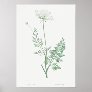  Wilde Wortel Illustratie, Retro Botanical Poster