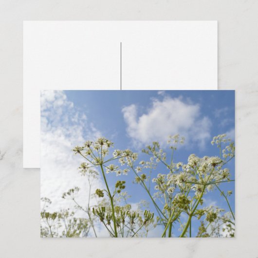 Wilde Zomer Briefkaart (Voorkant / Achterkant)