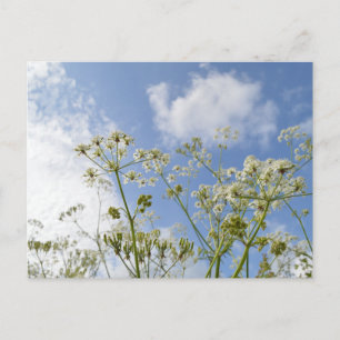 Wilde Zomer Briefkaart