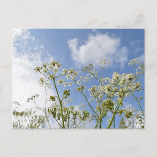 Wilde Zomer Briefkaart (Voorkant)