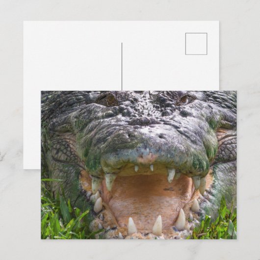 Wilde zout van zeewater krokodilmond open briefkaart (Voorkant / Achterkant)