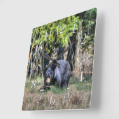 Wilde zwarte Beer Klok en boswild fotoklok (Hoek)