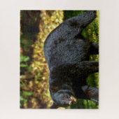 Wilde zwarte beer. legpuzzel (Verticaal)