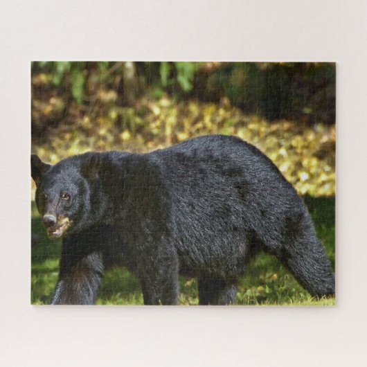 Wilde zwarte beer. legpuzzel (Horizontaal)