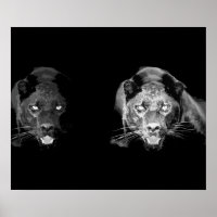 Wilde Zwarte Jaguar Kat Ogen Poster
