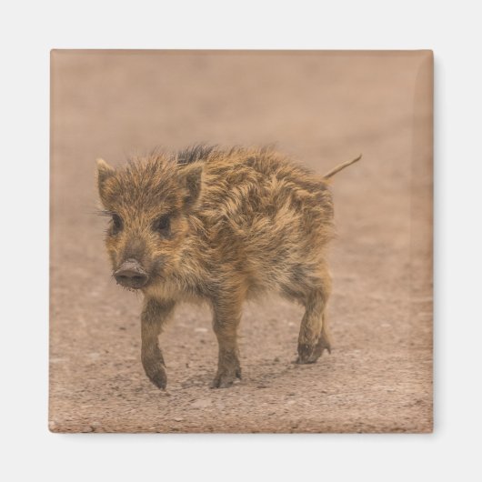 Wilde zwijnen biggetje magneet (Voorkant)