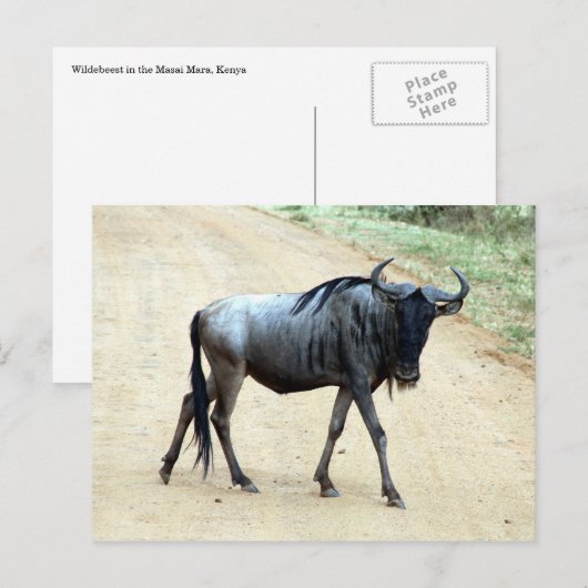 wildebeest briefkaart (Voorkant / Achterkant)