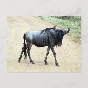wildebeest briefkaart