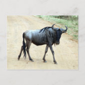 wildebeest briefkaart (Voorkant)