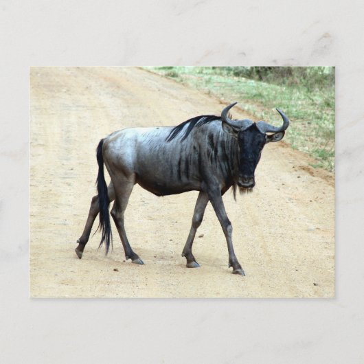 wildebeest briefkaart (Voorkant)