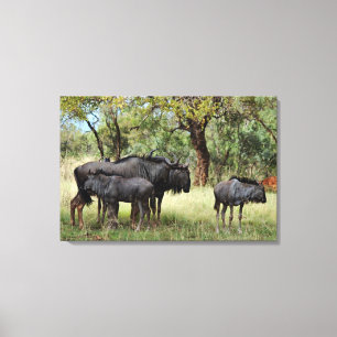 Wildebeest familie in Zuid-Afrika Canvas Afdruk