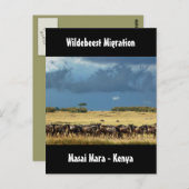 Wildebeest migratie Masai Mara Kenya briefkaart (Voorkant / Achterkant)