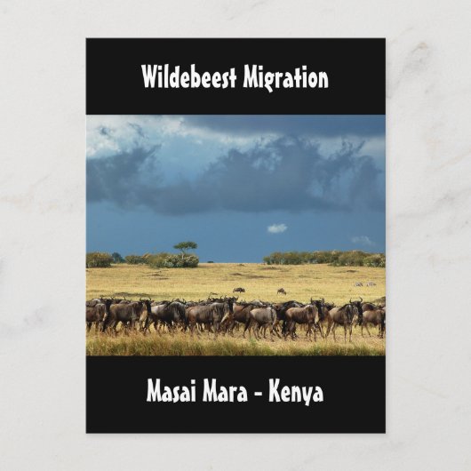 Wildebeest migratie Masai Mara Kenya briefkaart (Voorkant)