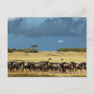 Wildebeest migratie Masai Mara Kenya briefkaart