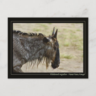 Wildebeest migration Kenya wildlife briefkaarten