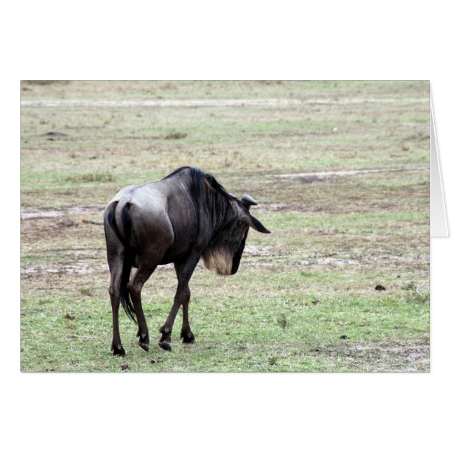 wildebeest solo (Voorkant Horizontaal)