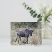 wildebeest solo briefkaart (Staand voorkant)