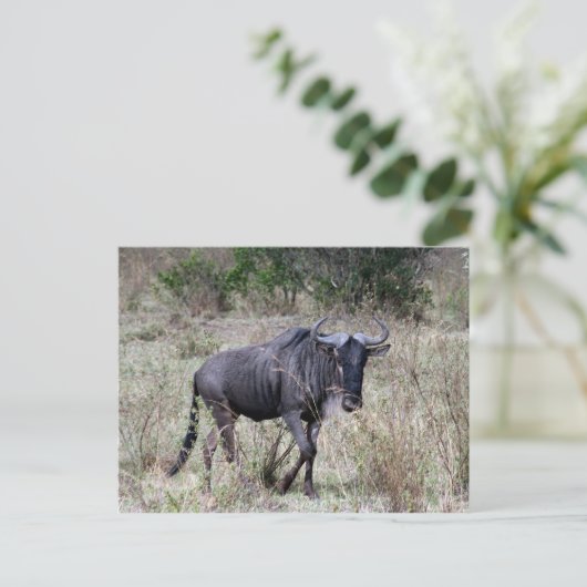 wildebeest solo briefkaart (Staand voorkant)