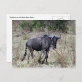 wildebeest solo briefkaart (Voorkant / Achterkant)