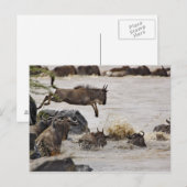 Wildebeest springt in de rivier de Mara tijdens Briefkaart (Voorkant / Achterkant)
