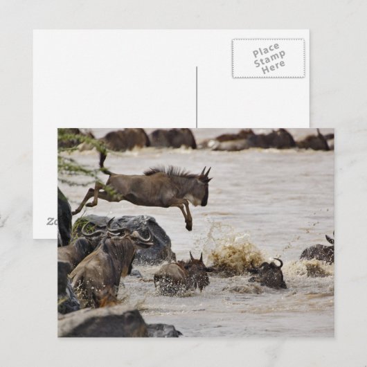 Wildebeest springt in de rivier de Mara tijdens Briefkaart (Voorkant / Achterkant)