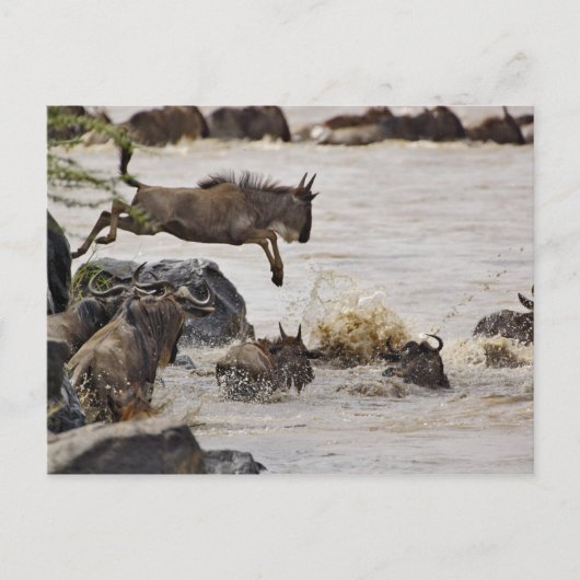 Wildebeest springt in de rivier de Mara tijdens Briefkaart (Voorkant)
