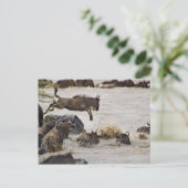 Wildebeest springt in de rivier de Mara tijdens Briefkaart (Staand voorkant)